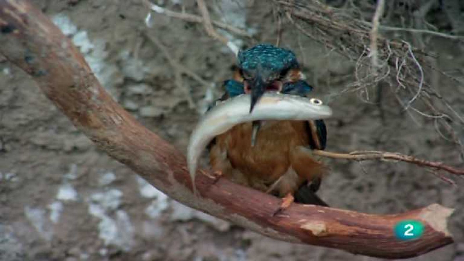 El hombre y la Tierra (Fauna ibérica) - La conquista del agua, 2