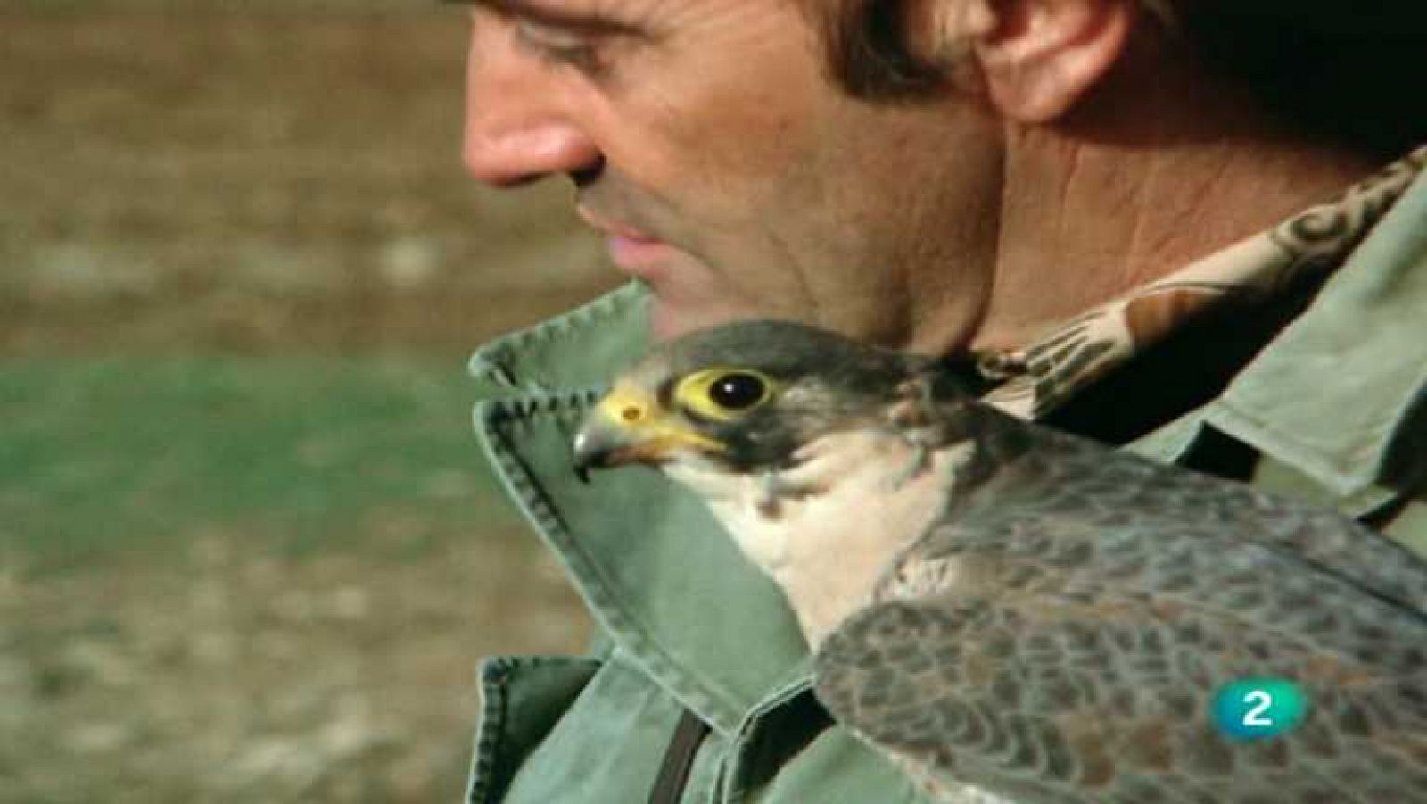 El hombre y la Tierra (Fauna ibérica) - Altanería 2 - Ver ahora