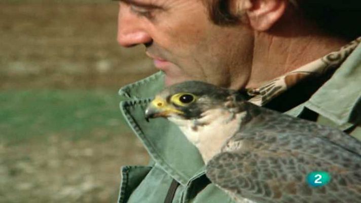 El hombre y la Tierra - Altanería, 2