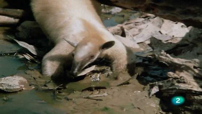 El hombre y la Tierra - Presentación de la serie venezolana