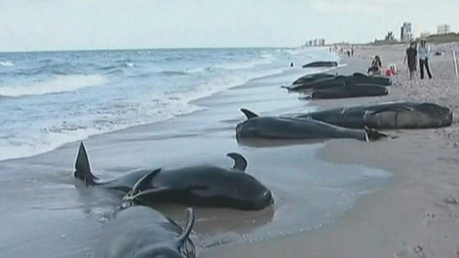 Una veintena de ballenas piloto llegan a una playa de Florida