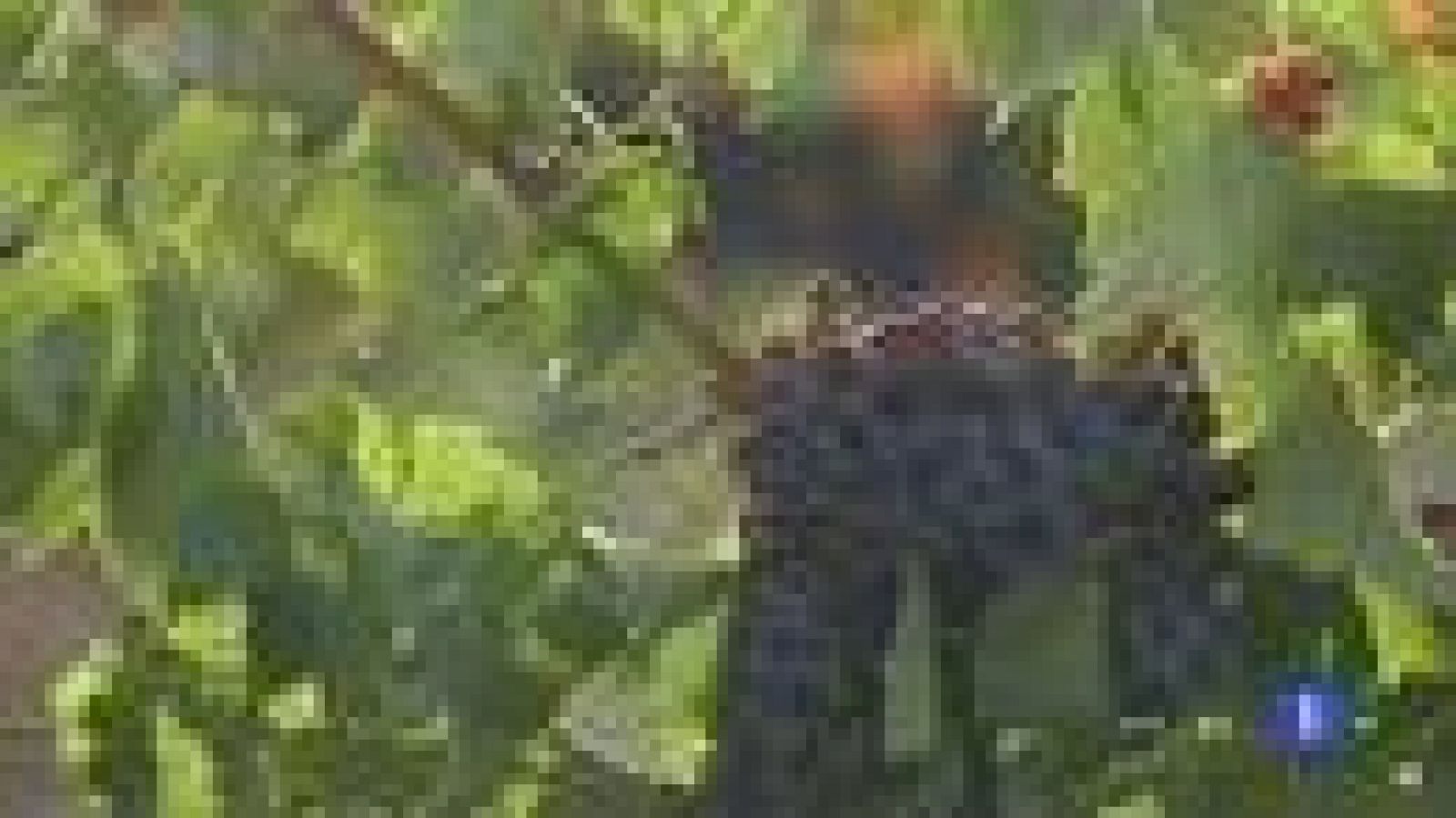 Fiesta de la vendimia en Cariñera, en Zaragoza