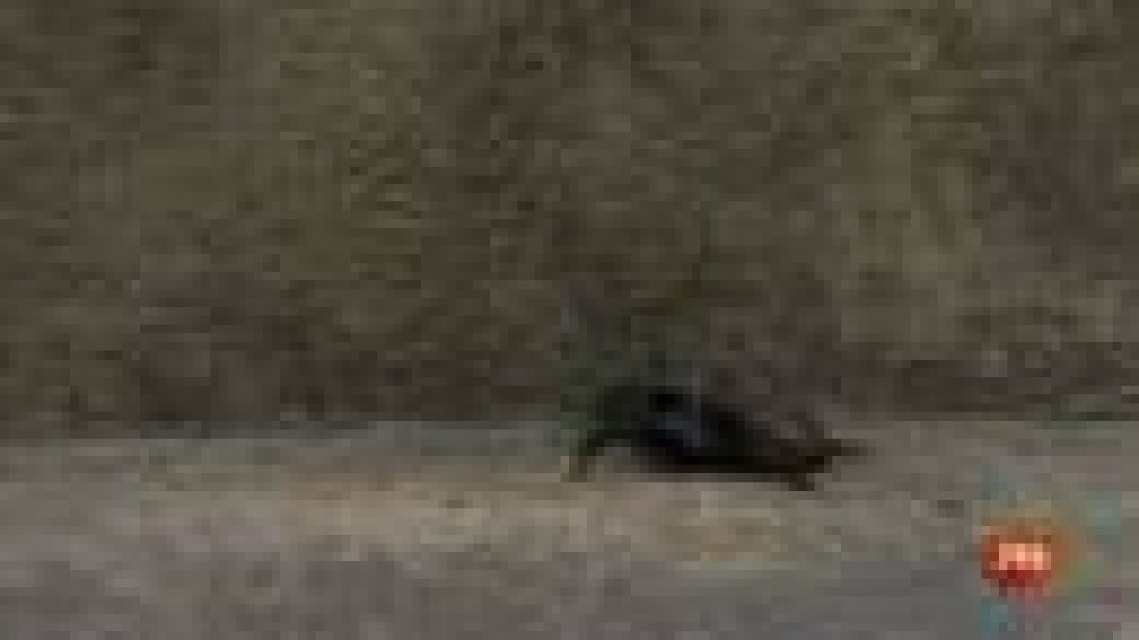 Atrax robustus, la araña australiana cuya picadura puede ser mortal - Informativo 24h | Ver