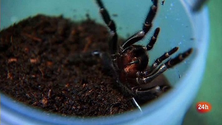 Informativo 24h - Atrax robustus, la araña australiana cuya picadura puede ser mortal