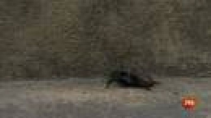 Informativo 24h - Atrax robustus, la araña australiana cuya picadura puede ser mortal