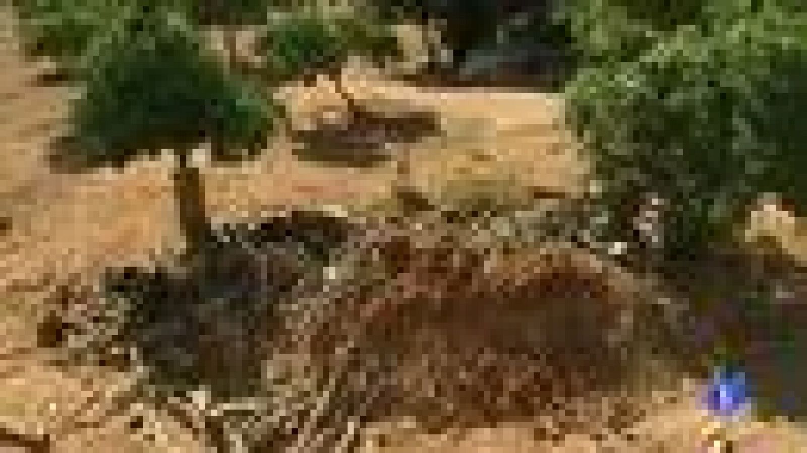 La Policía recoge muestras de tierra de "Las Quemadillas" para su análisis | Ver