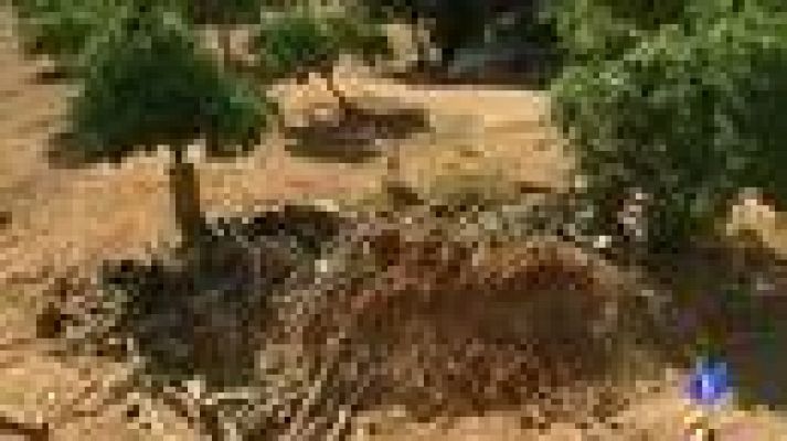 Telediario 1 - La Policía recoge muestras