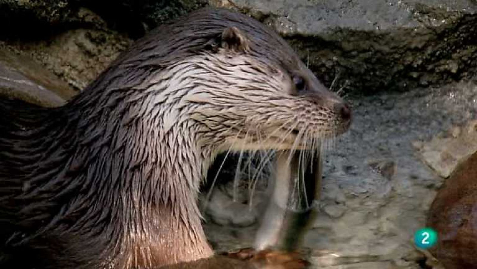 Biodiario - 05/09/12 - Ver ahora