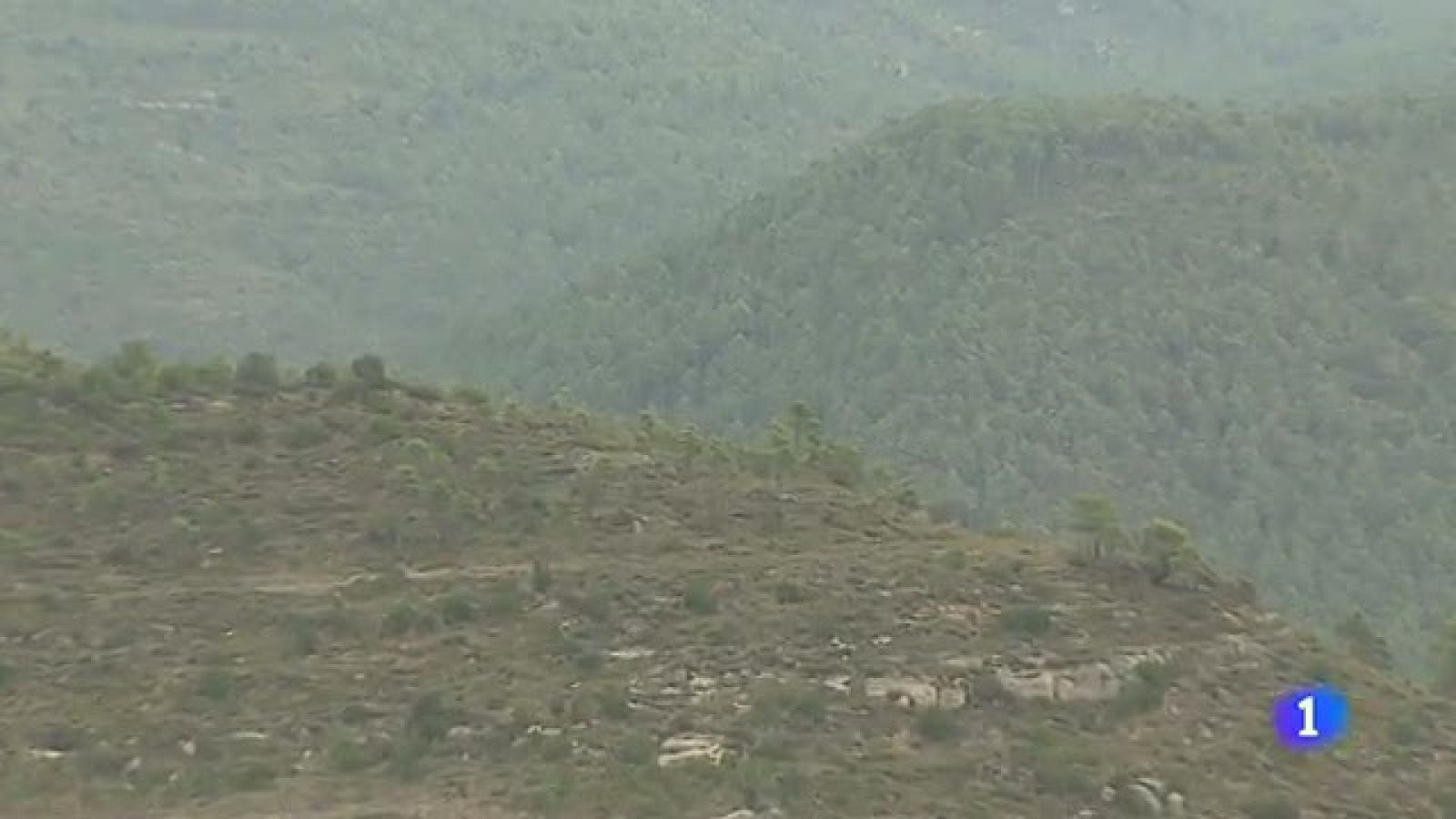 Condenan a Endesa a pagar 37 millones por un incendio forestal en Barcelona en 1994 | Ver