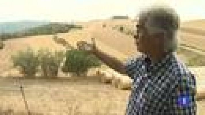 Telediario 1 - Condenan a Endesa por un incendio