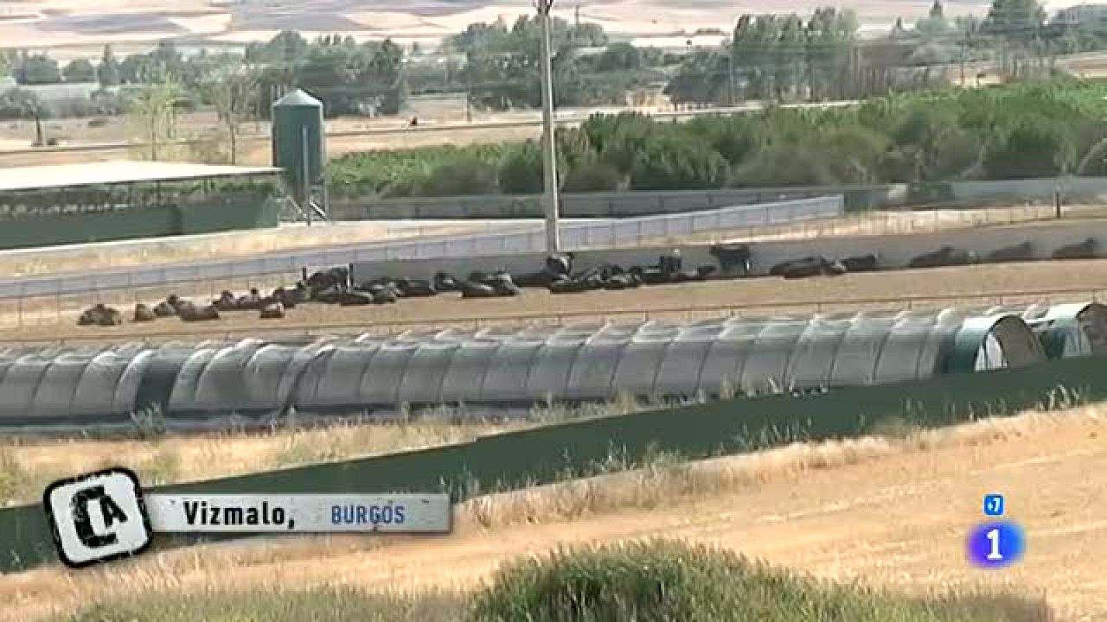 Comando Actualidad - Tengo futuro - Cría de buey de kobe en Burgos