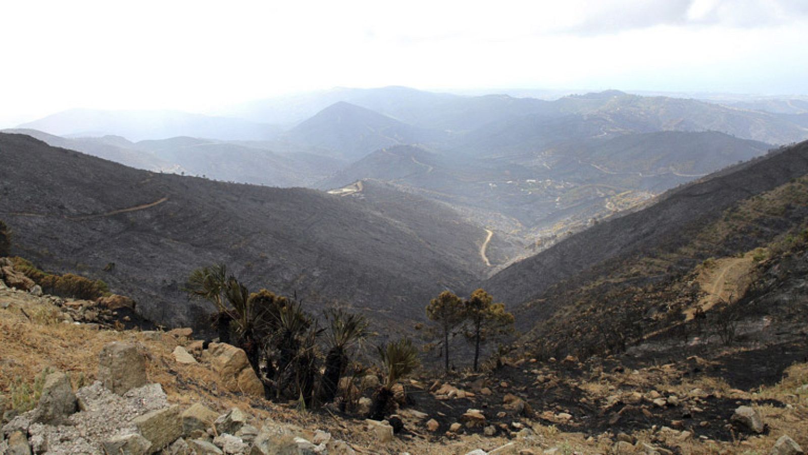 Los parados podrán ser requeridos para limpiar montes arrasados por el fuego | Ver