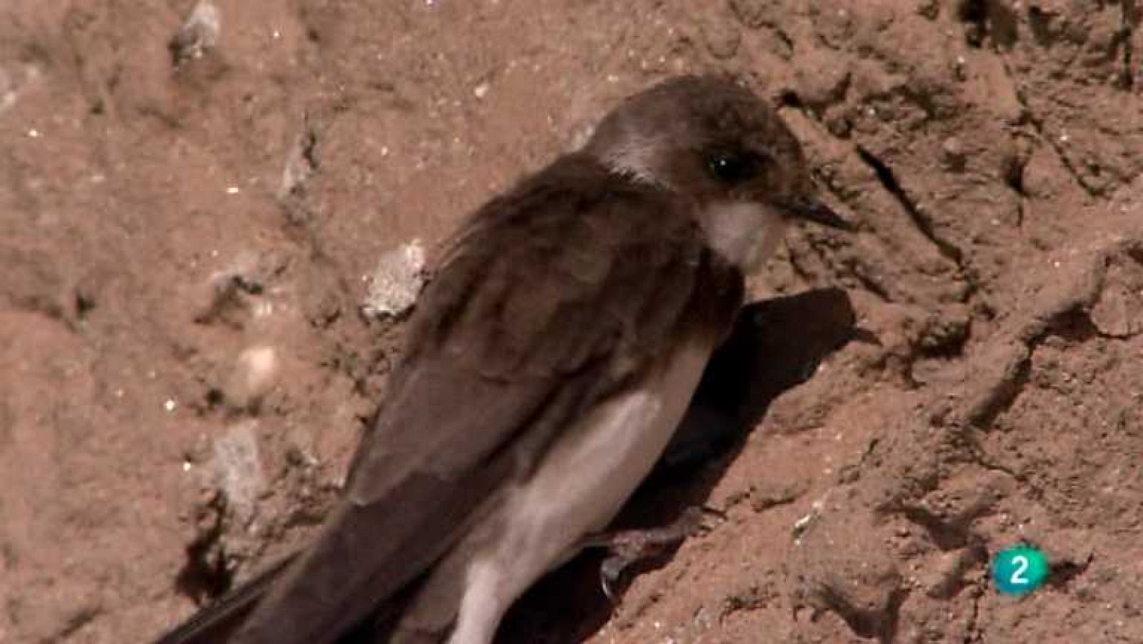 Biodiario - 09/09/12 - Ver ahora