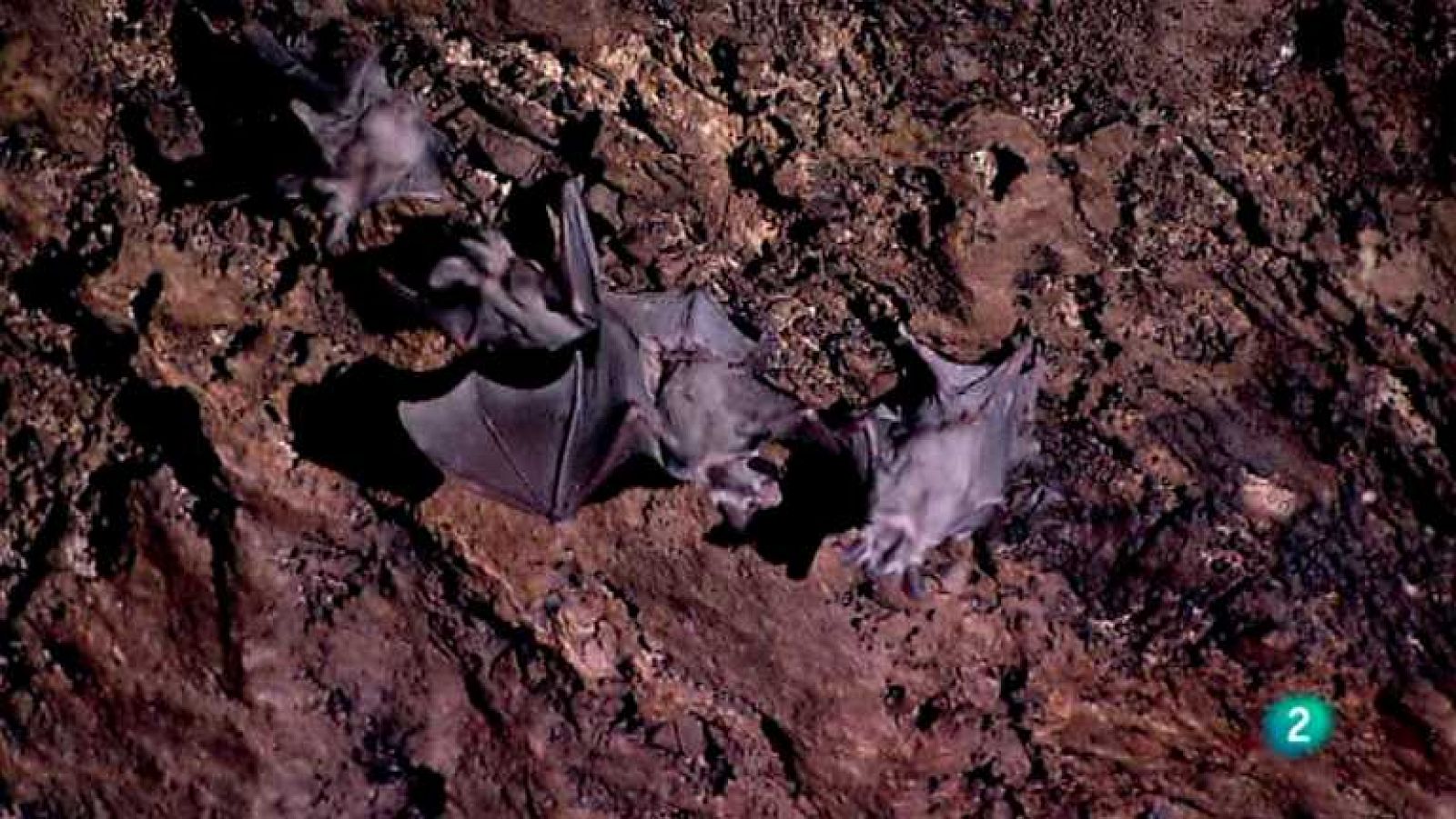 Biodiario - 12/09/12 - Ver ahora