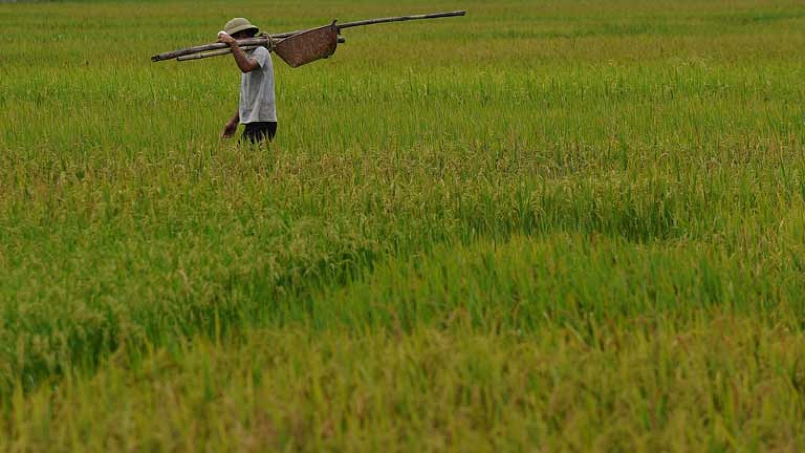 Cruz Roja alerta de la crisis humanitaria que sufre Mali