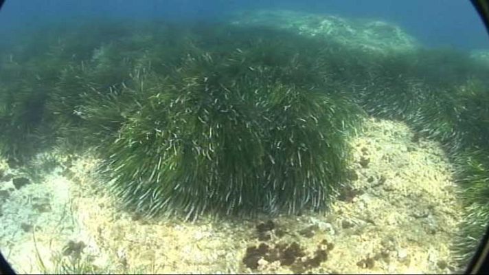 Telediario 1 - Daños medioambientales