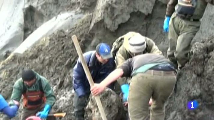 Telediario 1 - Hallan en Rusia células de mamut en buen estado para su posible clonación