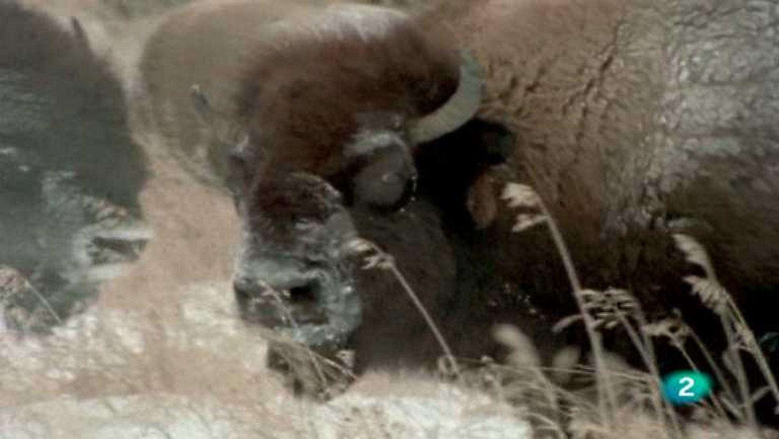 El hombre y la Tierra - Aventura en Canadá - ver ahora