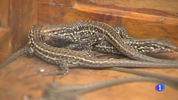 Telediario 1 - Los terremotos de El Hierro hicieron peligrar una especie única, el Lagarto Gigante