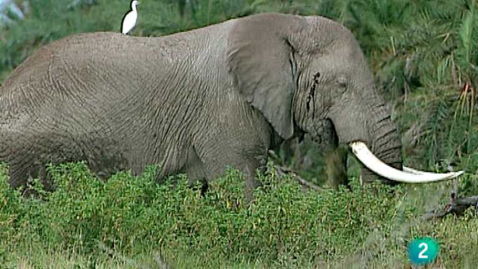 La ruta de los exploradores - La llamada de África - Ver ahora