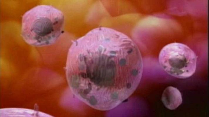 Telediario 1 - Vida de un ratón