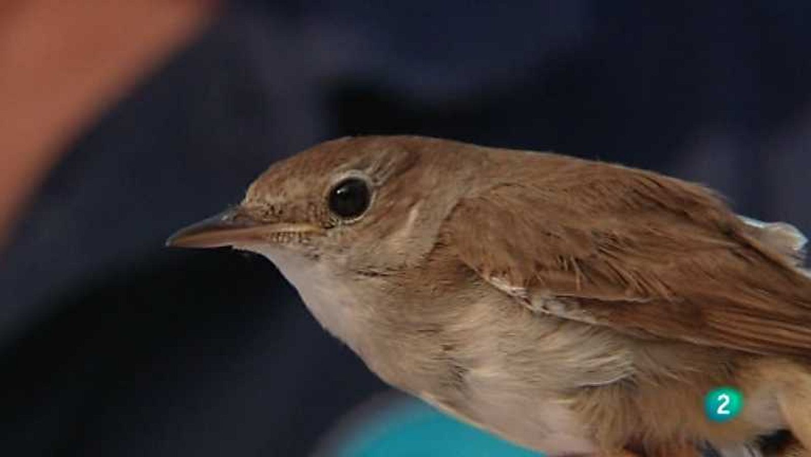 El escarabajo verde - Volando voy, volando vengo 1 - Ver ahora