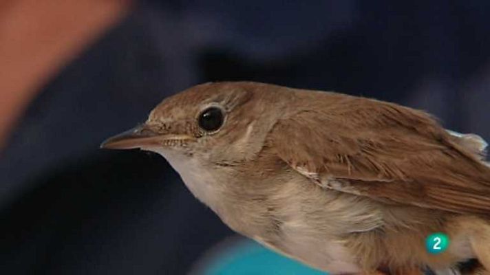 Volando voy, volando vengo 1