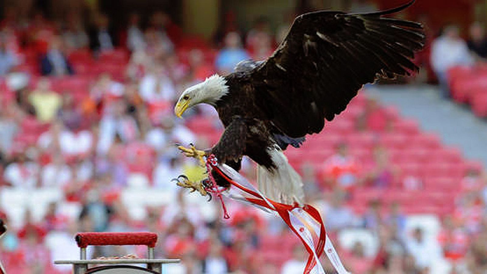 Dice la leyenda que si el águila de Da Luz da dos vueltas al estadio gana el equipo lisboeta pero que si da solo una ganará el equipo visitante. La historia nos dice que cuando se han cruzado Barça y Benfica, el vencedor ha resultado campeón de la co