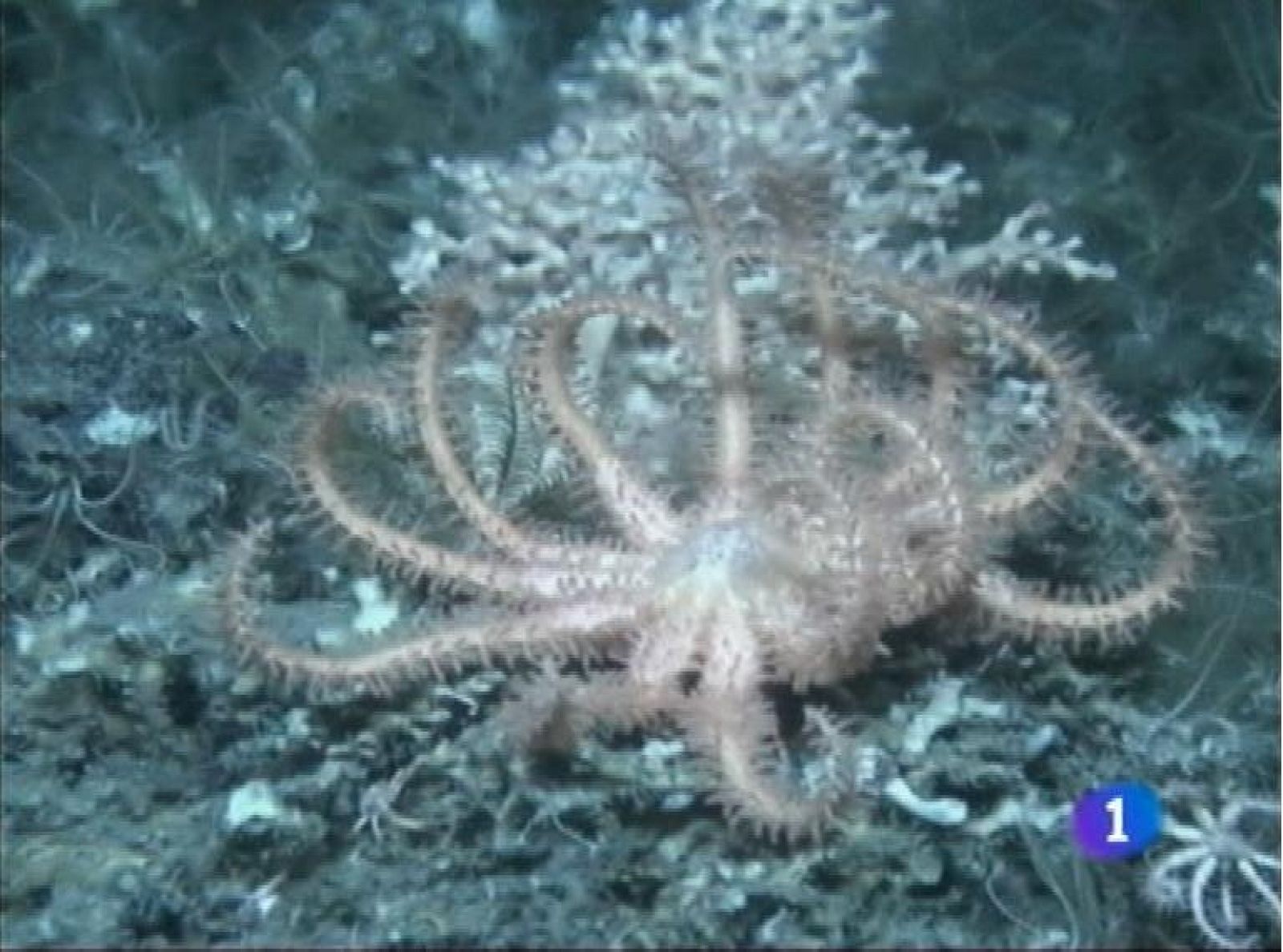 Asturias en 2' - 03/10/12 | Ver