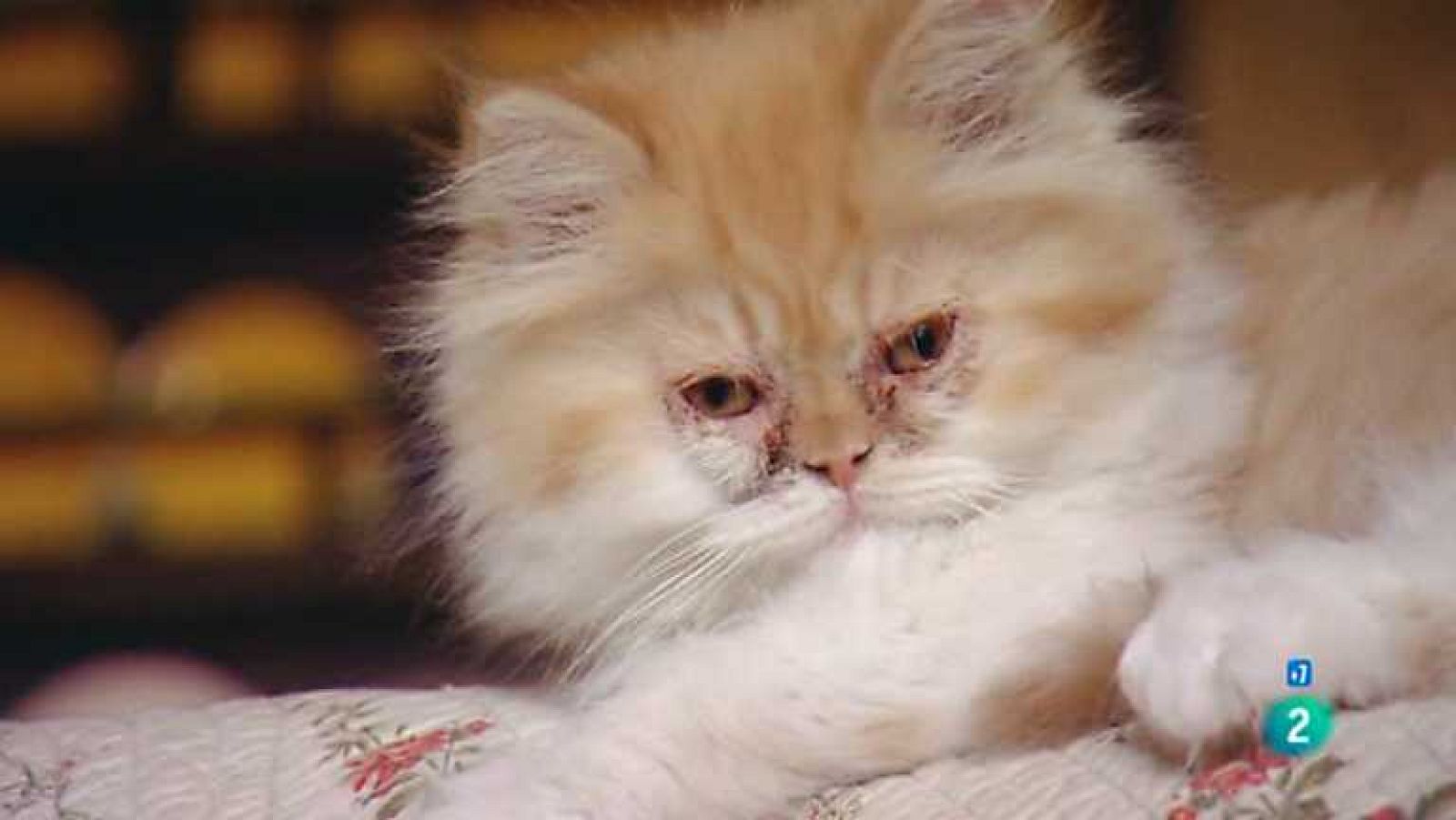 Grandes documentales - Animales como nosotros: Juego animal - ver ahora