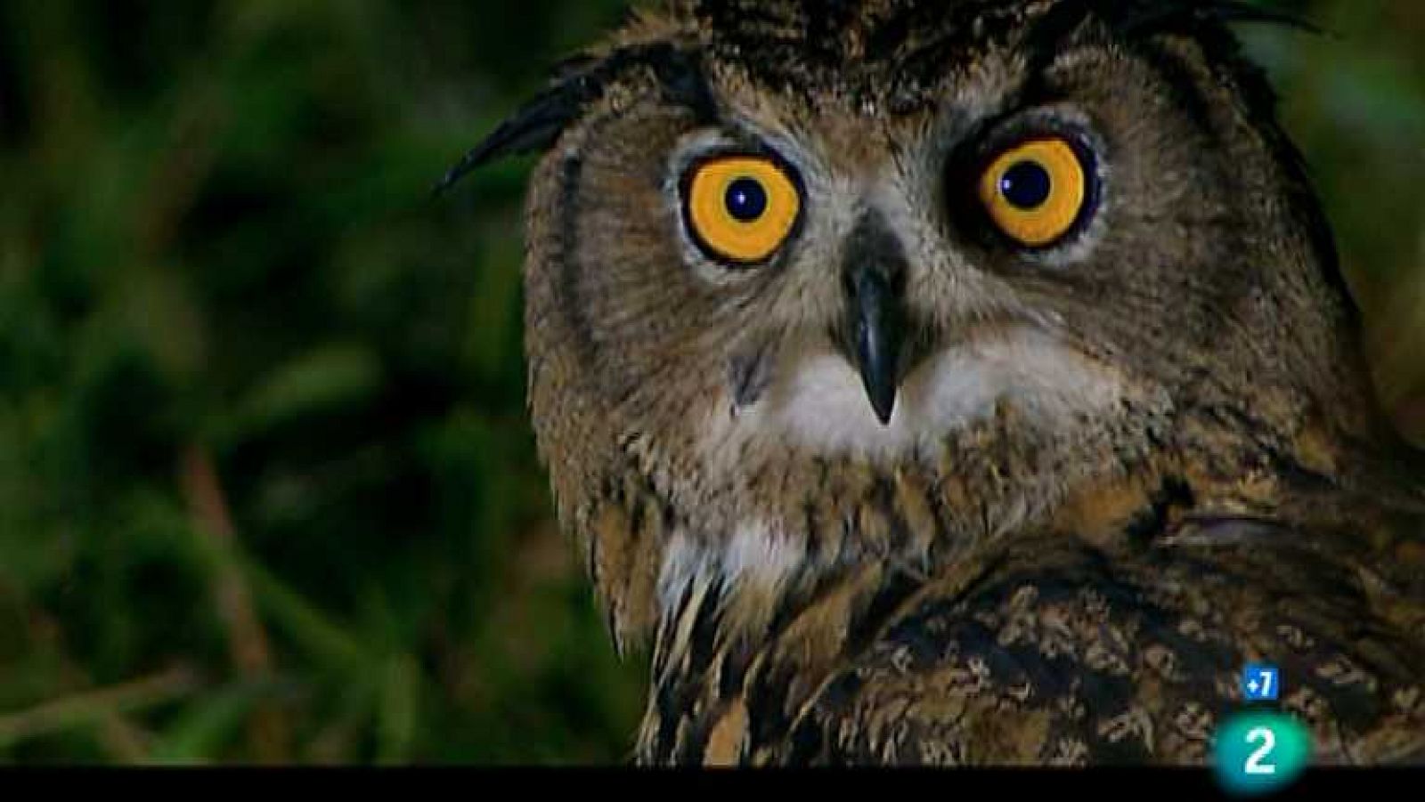 Grandes documentales - El búho Real - ver ahora