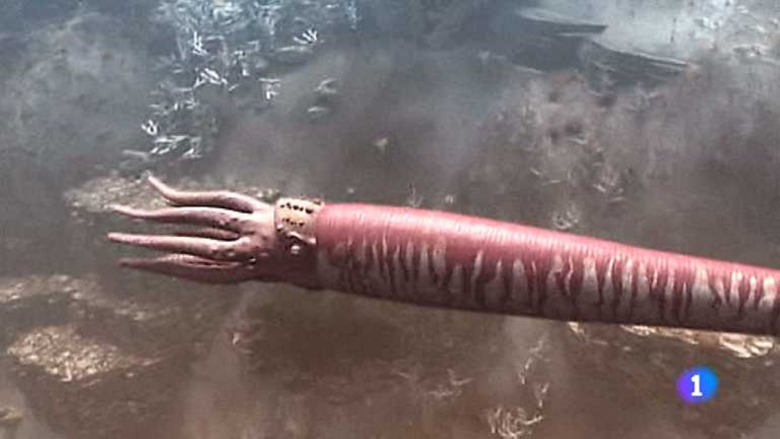 Docufilia - Armagedon animal: Rayos letales - ver ahora