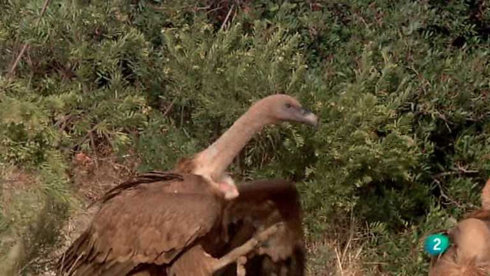 Biodiario - 08/10/12 - Biodiario | Ver