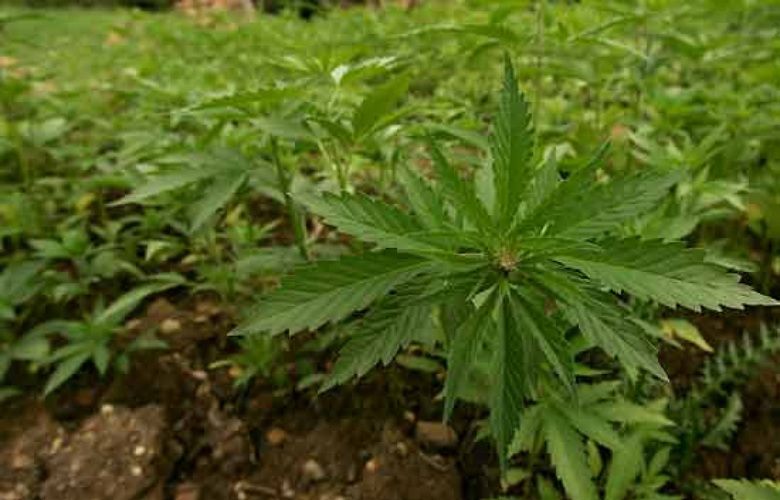 Reporteros del telediario - El uso del cannabis terapeútico en España