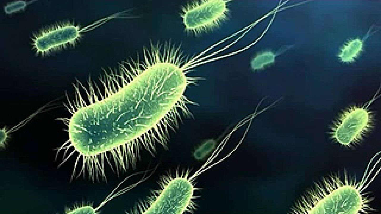 Comportamiento social en bacterias.