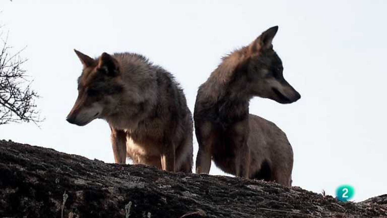 Biodiario - 15/10/12 - ver ahora