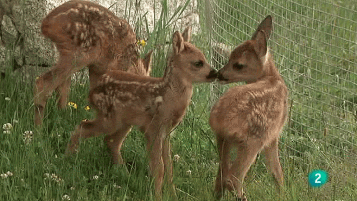 La aventura del Saber - Pepe Guillén. Naturalista