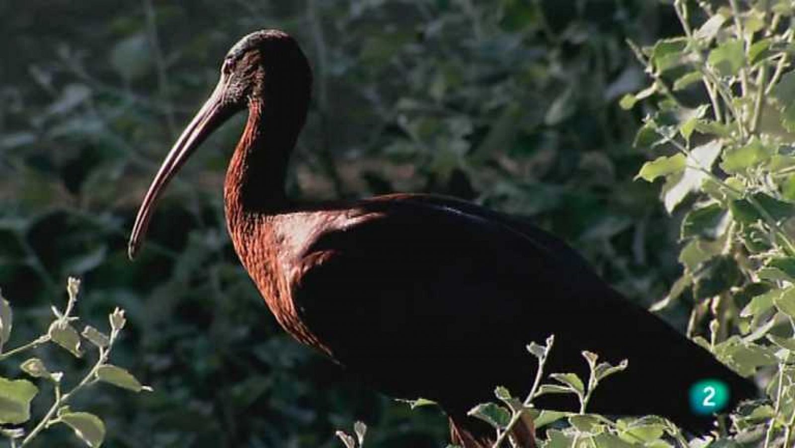 Biodiario - 18/10/12 - ver ahora