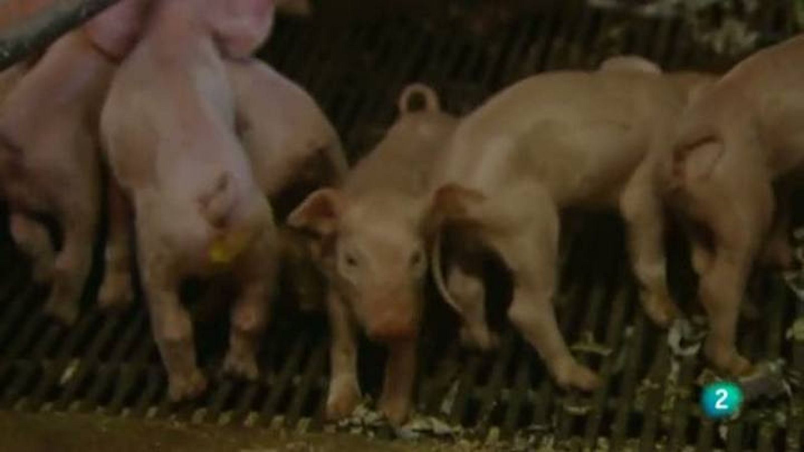 Para todos La 2 - Debate: La ganadería