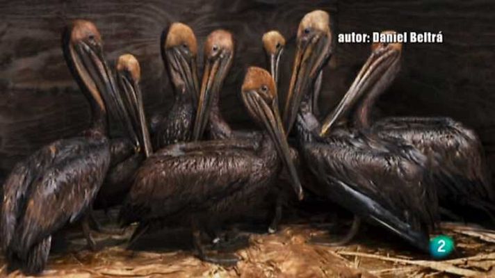 El escarabajo verde - Crudo dilema 1