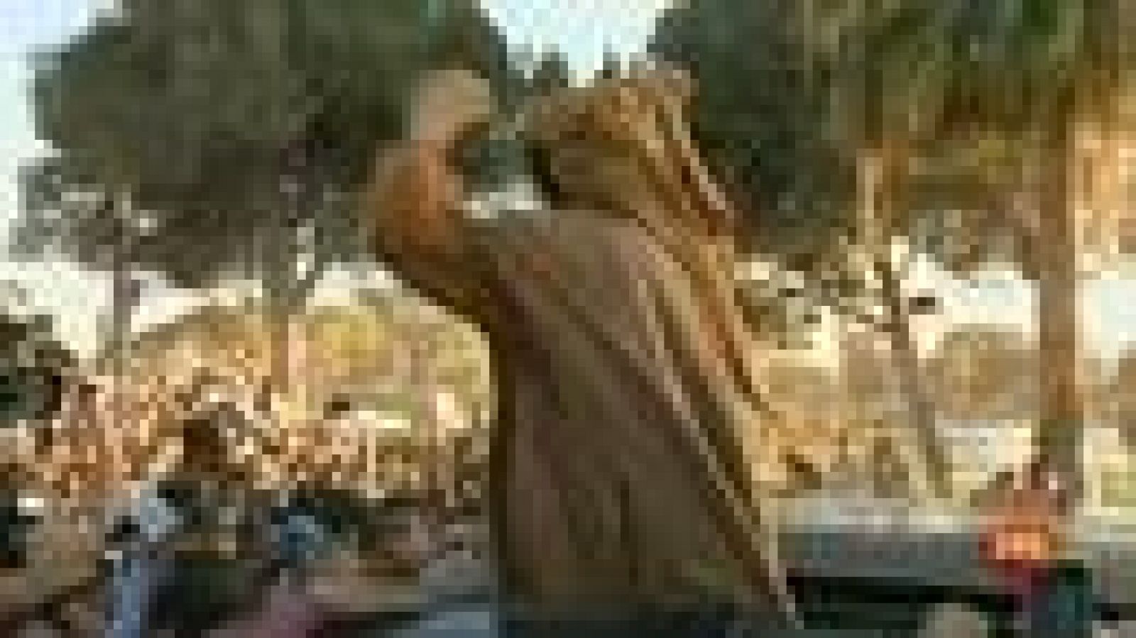 Primer aniversario de la muerte de Gadafi - Informativo 24h | Ver