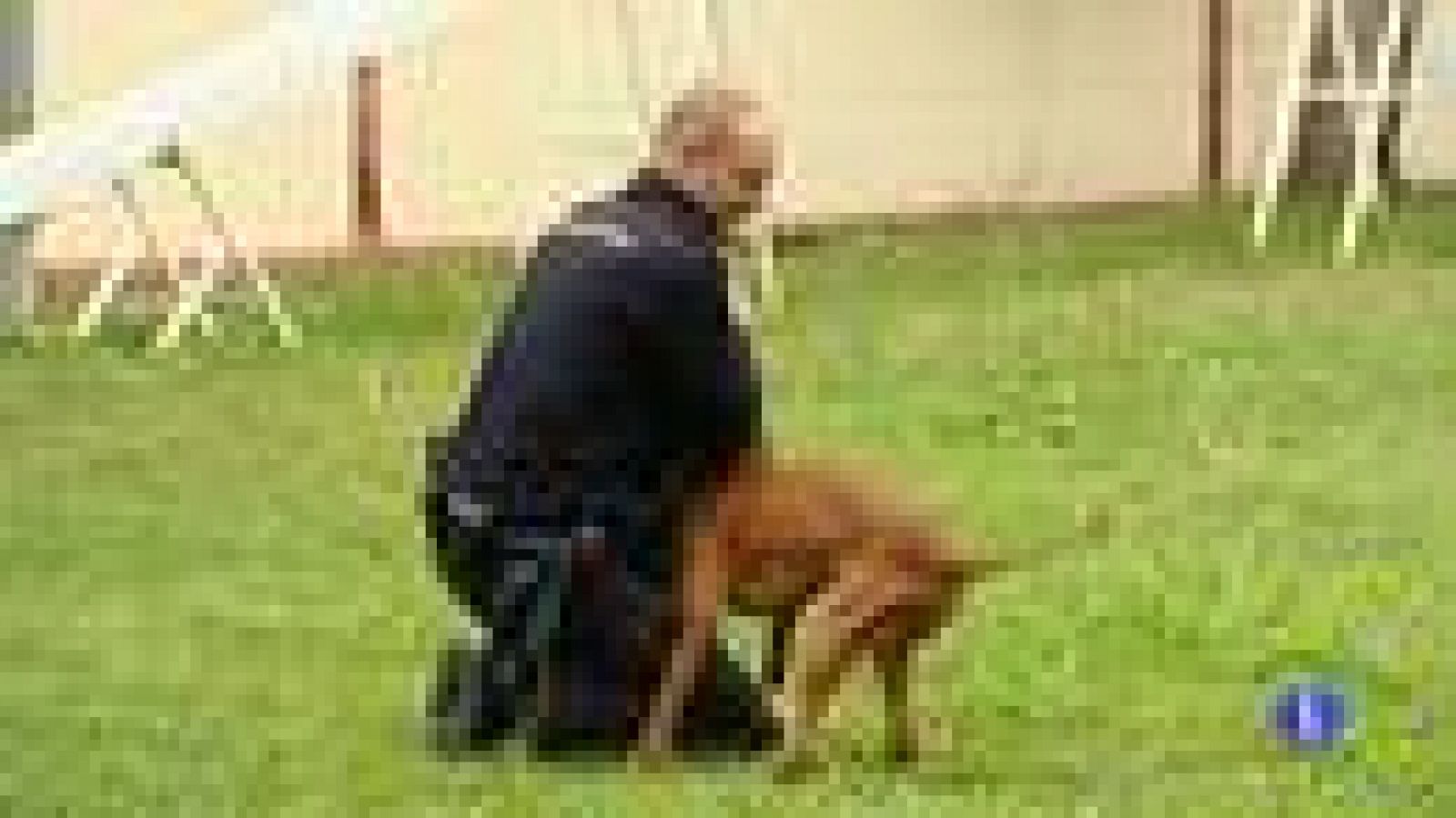 Los perros polícia protagonistas de la 'operación Emperador'