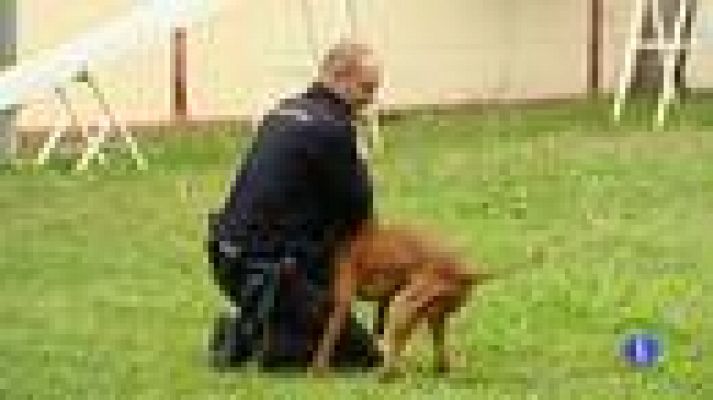 Telediario 1 - Perros polícia