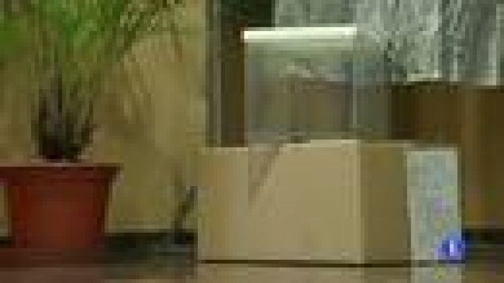 Telediario 1 - Un total de 55 millones de papeletas y 4.028 mesas en los comicios gallegos