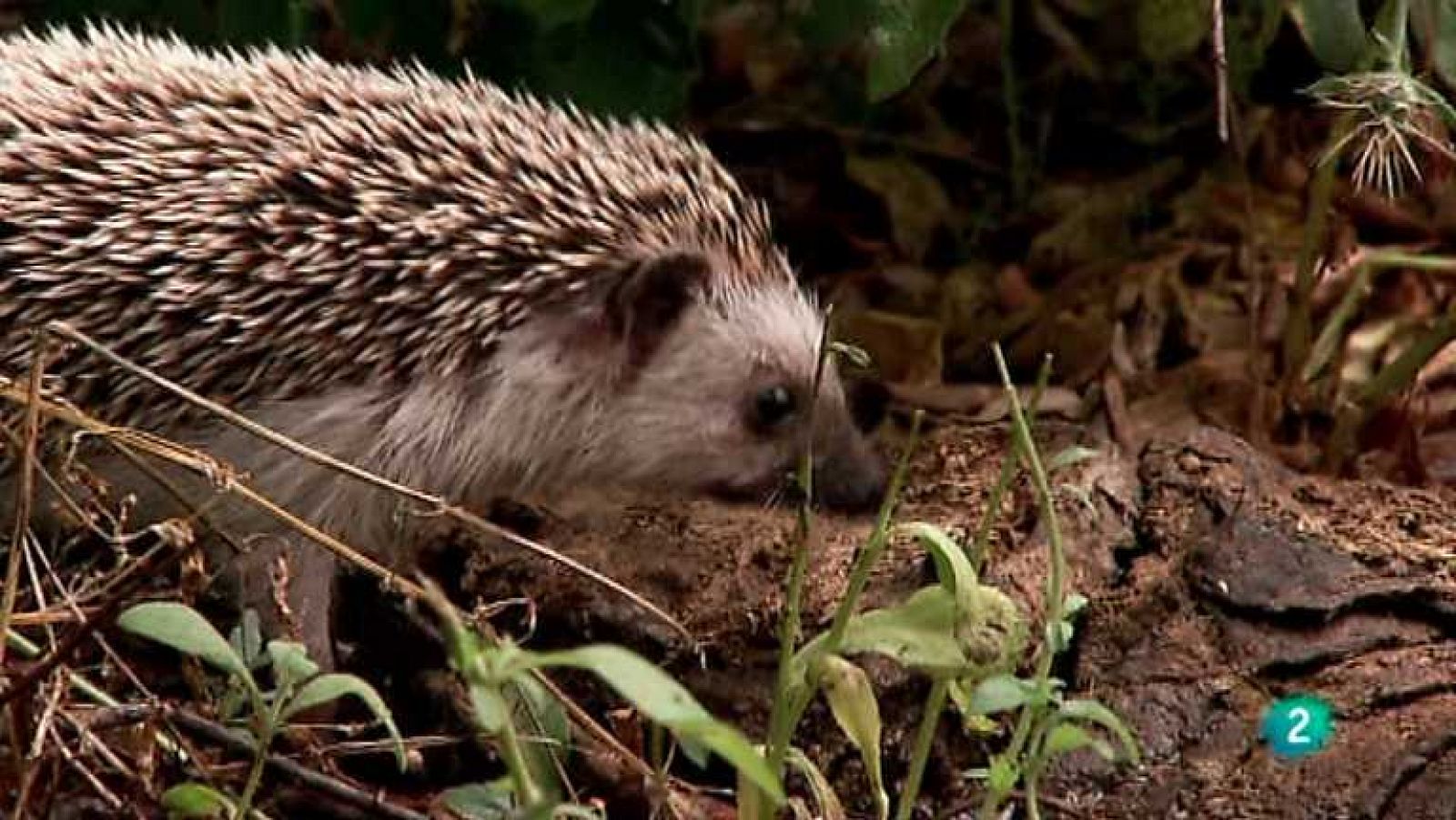 Biodiario - 21/10/12 - Ver ahora