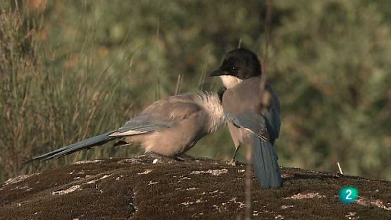 Biodiario - 22/10/12 - Ver ahora