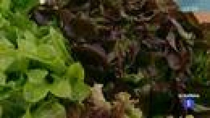 La mañana - Ensaladas sabrosas y originales