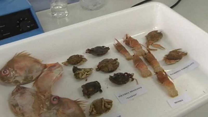 El consumo de pescado en el mundo se duplica en los últimos 50 años 