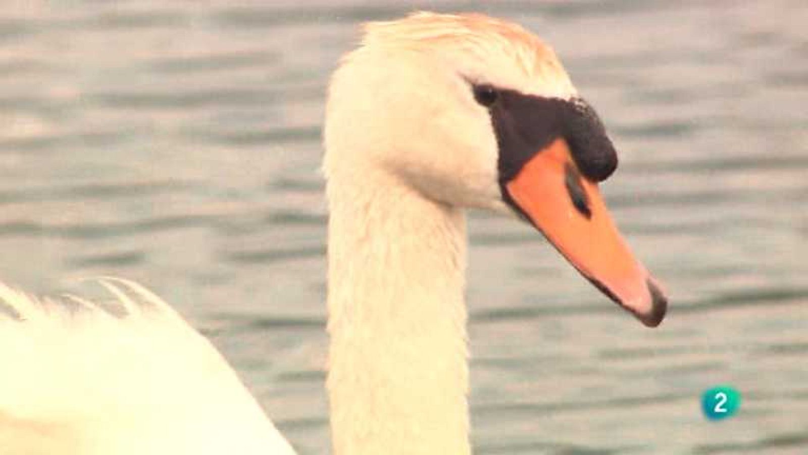 La aventura del saber - 29/10/12 - Ver ahora