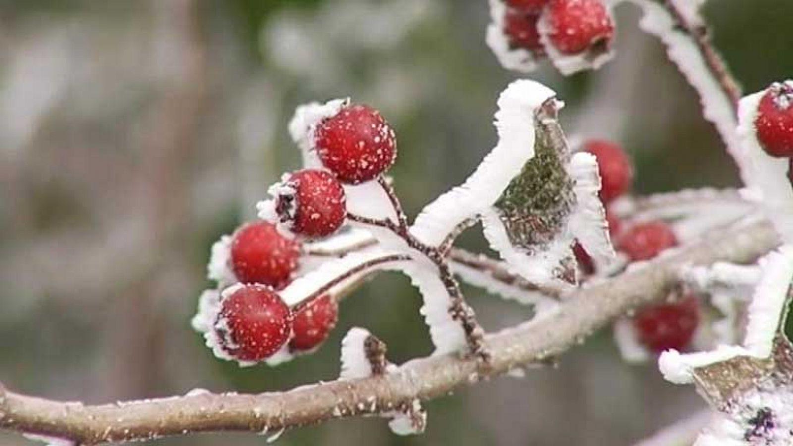 Telediario 1: 12 grados bajo cero en el Pirineo | RTVE Play